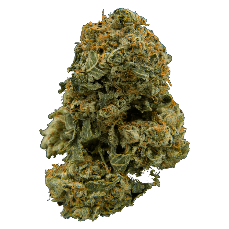 G-13 | BC Weed Edible Canada