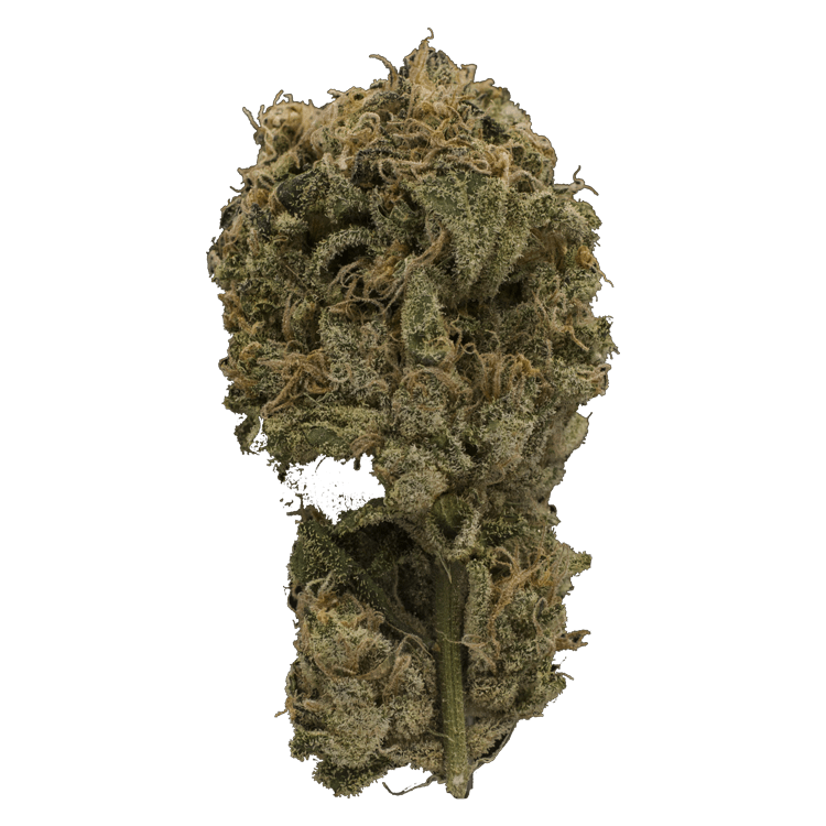 Ayahuasca Purple | BC Weed Edible Canada