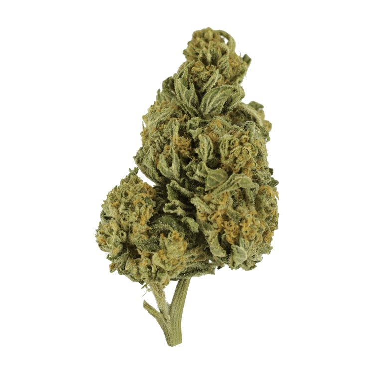 Blackwater | BC Weed Edible Canada