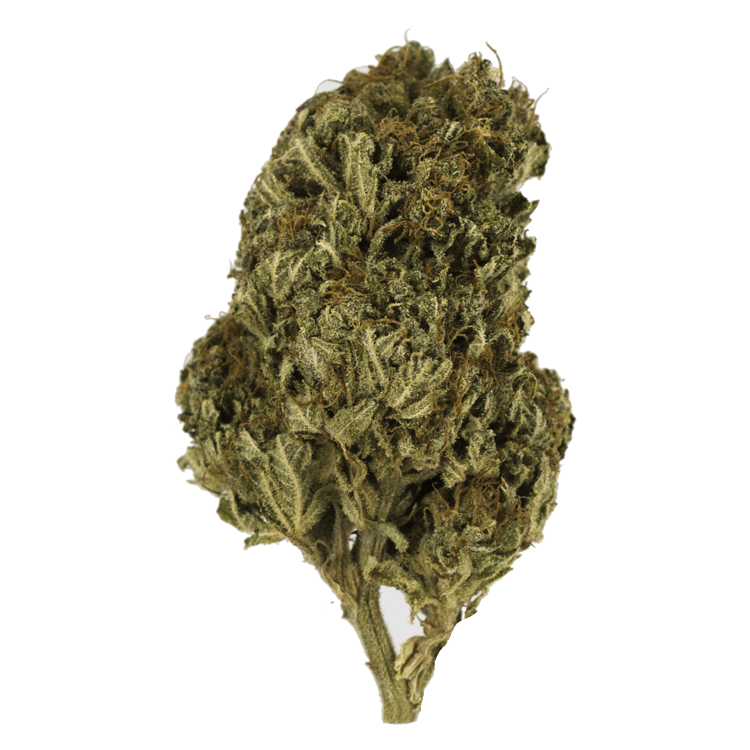 Jesus OG | BC Weed Edible Canada