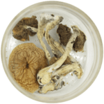 African Cubensis (Panaeolus africanus) | Magic Mushrooms Kitchener-Waterloo Canada