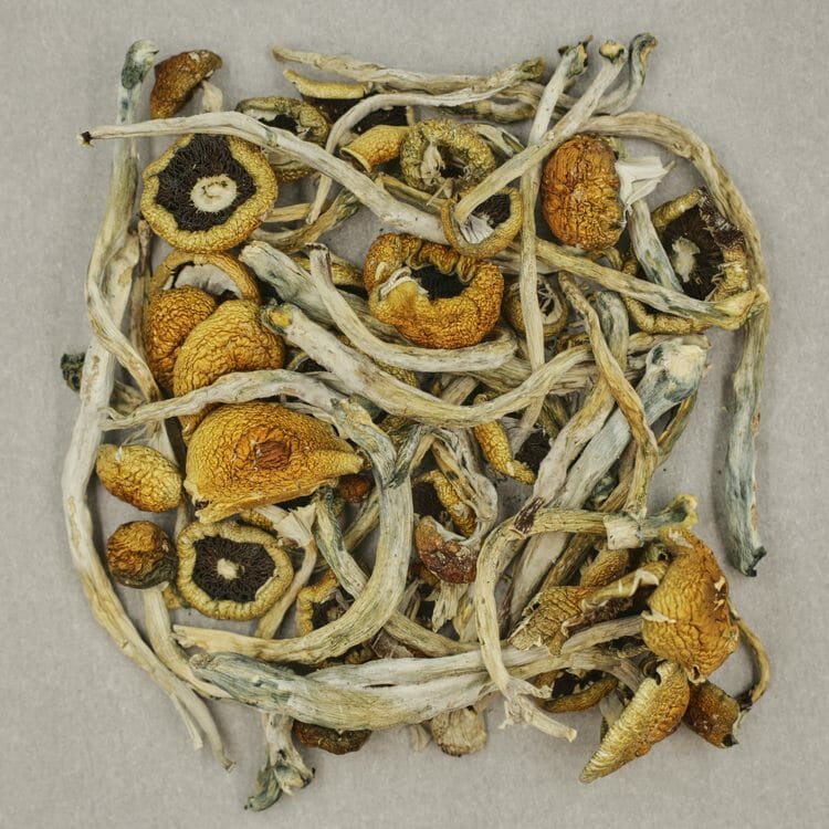 Costa Rican Psilocybe Cubensis | BC Weed Edible Canada
