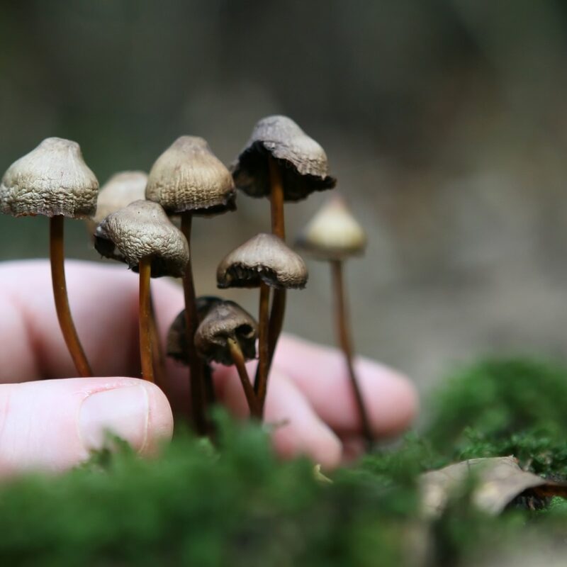Guide to Magic Mushrooms | Magic Mushrooms Kitchener-Waterloo Canada