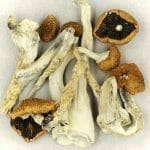 Creeper | Magic Mushrooms Kitchener-Waterloo Canada