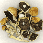Penis Envy Cubensis | Magic Mushrooms Kitchener-Waterloo Canada