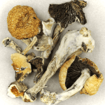 Thai Elephant | Magic Mushrooms Kitchener-Waterloo Canada