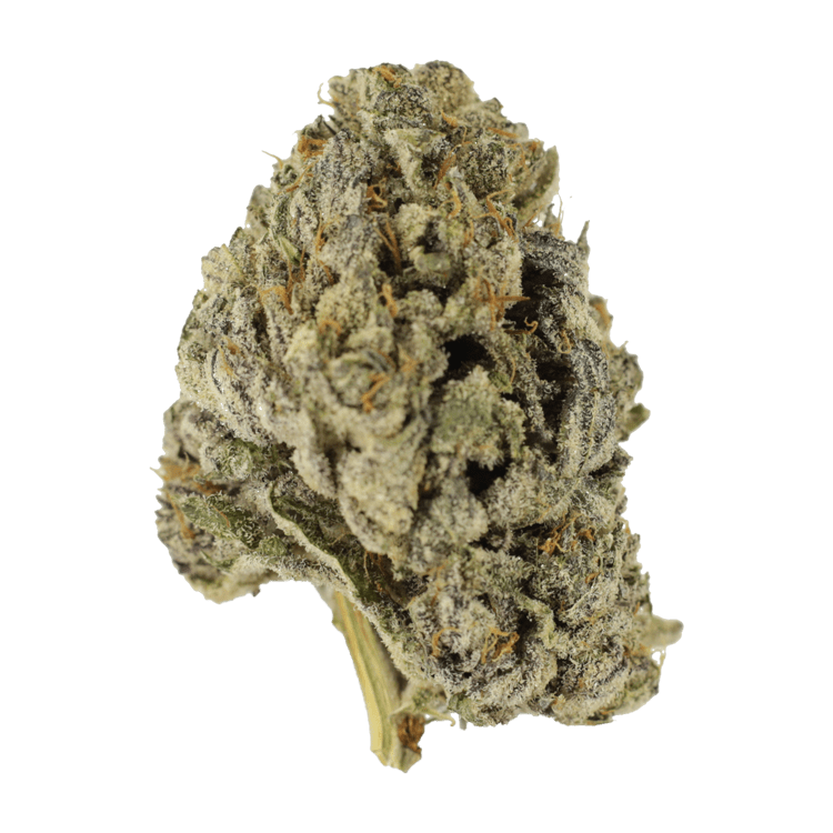 Sugar Pine | BC Weed Edible Canada