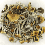 Daddy Long Legs | Magic Mushrooms Kitchener-Waterloo Canada
