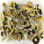 Puerto Rican | Magic Mushrooms Kitchener-Waterloo Canada