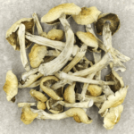 Blue Magnolia Rust | Magic Mushrooms Kitchener-Waterloo Canada