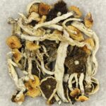 Cuban | Magic Mushrooms Kitchener-Waterloo Canada