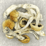 Chitwan Nepal | Magic Mushrooms Kitchener-Waterloo Canada