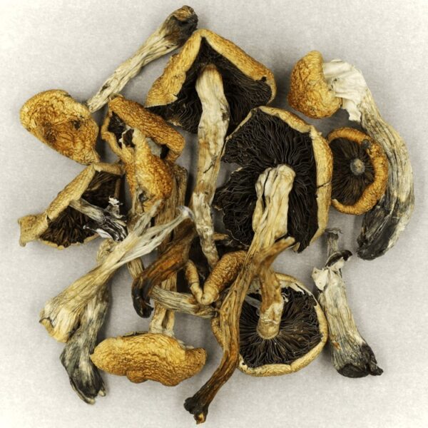 Malabar | Magic Mushrooms Kitchener-Waterloo Canada
