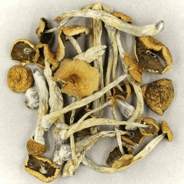 Mazatapec | Magic Mushrooms Kitchener-Waterloo Canada