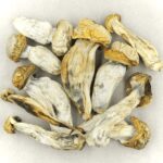 Melmac | Magic Mushrooms Kitchener-Waterloo Canada