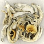 Treasure Coast | Magic Mushrooms Kitchener-Waterloo Canada