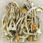 Amazonian Cubensis | Magic Mushrooms Kitchener-Waterloo Canada