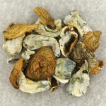 King Kong | Magic Mushrooms Kitchener-Waterloo Canada