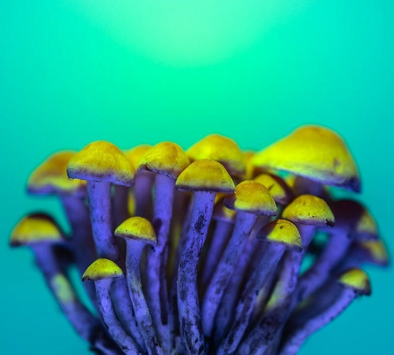 LSD Edibles | Magic Mushrooms Kitchener-Waterloo Canada