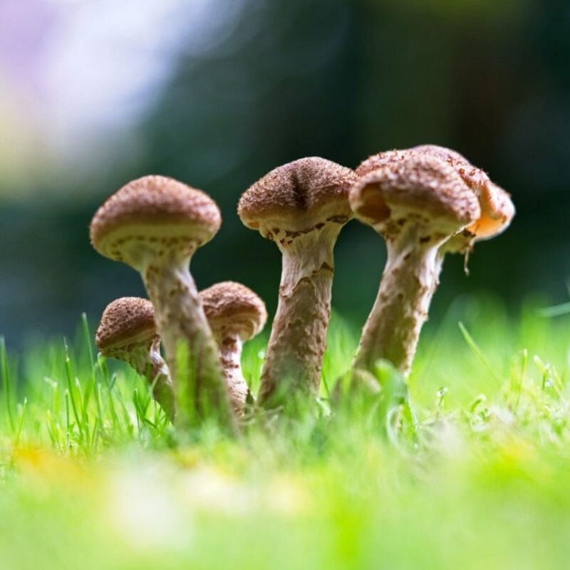 Mushroom Dispensary | Magic Mushrooms Kitchener-Waterloo Canada