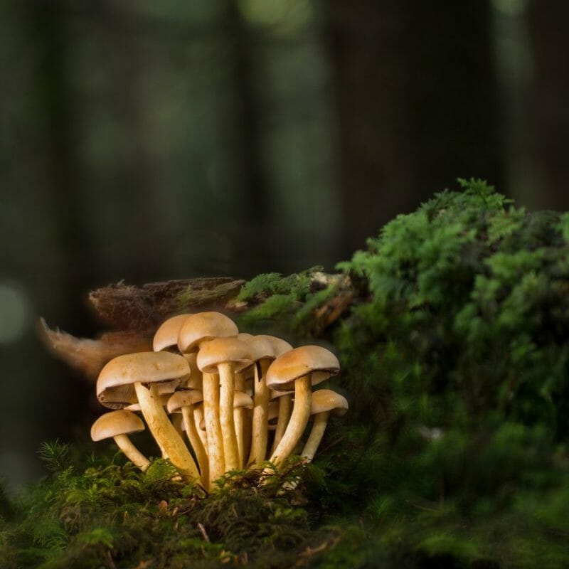 Strongest Mushroom Strains | Magic Mushrooms Kitchener-Waterloo Canada