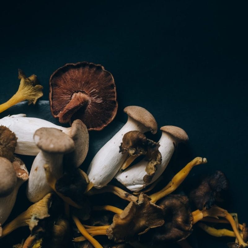Dried Shrooms | Magic Mushrooms Kitchener-Waterloo Canada