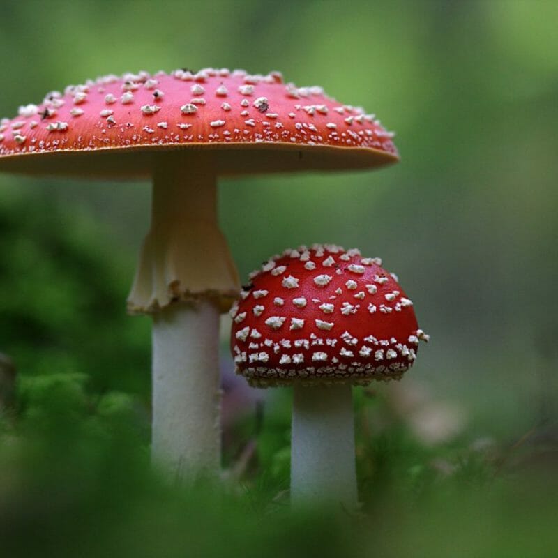 Magic Mushrooms Canada | Magic Mushrooms Kitchener-Waterloo Canada