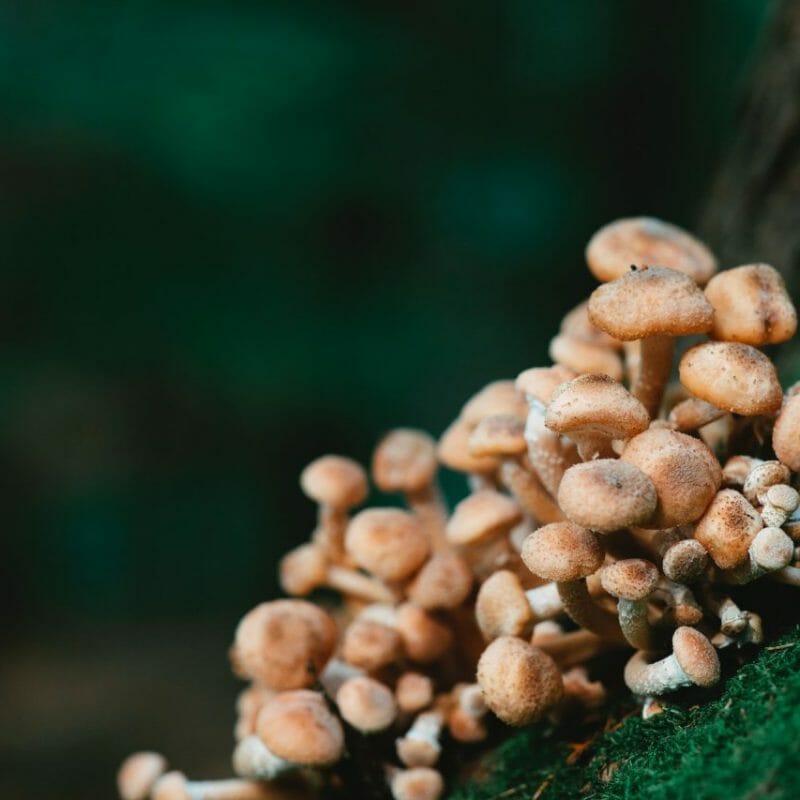 Mushroom Dispensary - Zoomies | Magic Mushrooms Kitchener-Waterloo Canada
