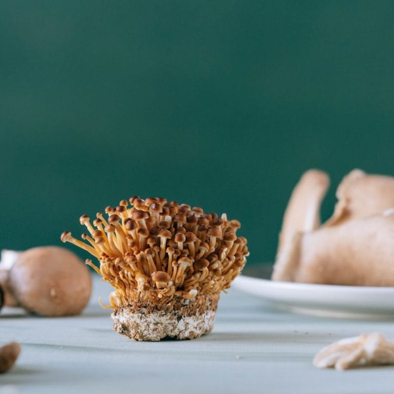 Buy Magic Mushroom | Magic Mushrooms Kitchener-Waterloo Canada