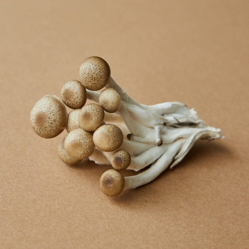 strongest mushroom strain | Magic Mushrooms Kitchener-Waterloo Canada