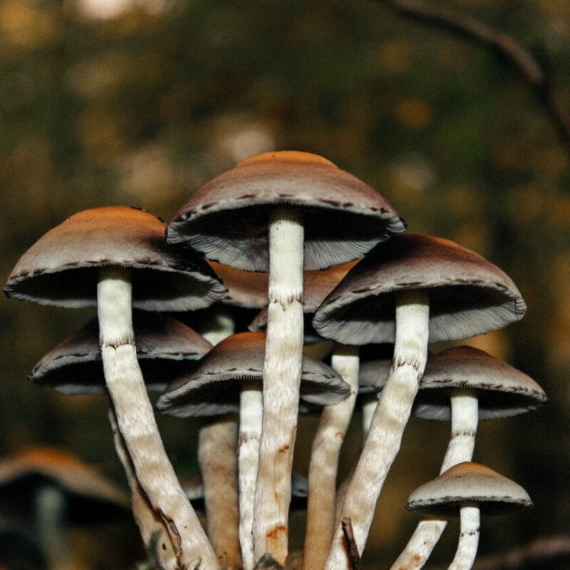Microdose Mushrooms | Magic Mushrooms Kitchener-Waterloo Canada