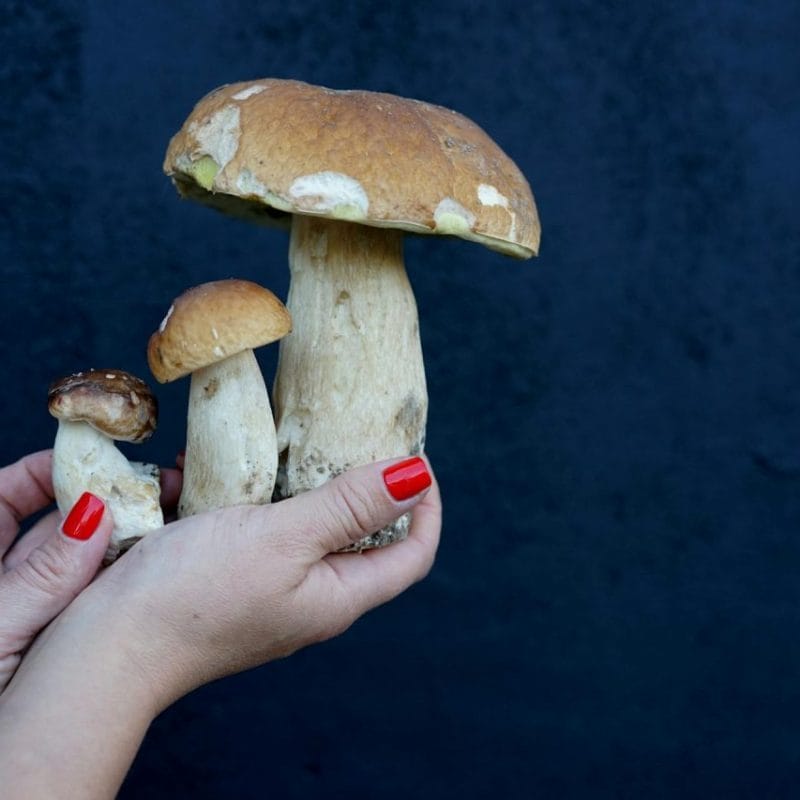 Shrooms Online | Magic Mushrooms Kitchener-Waterloo Canada