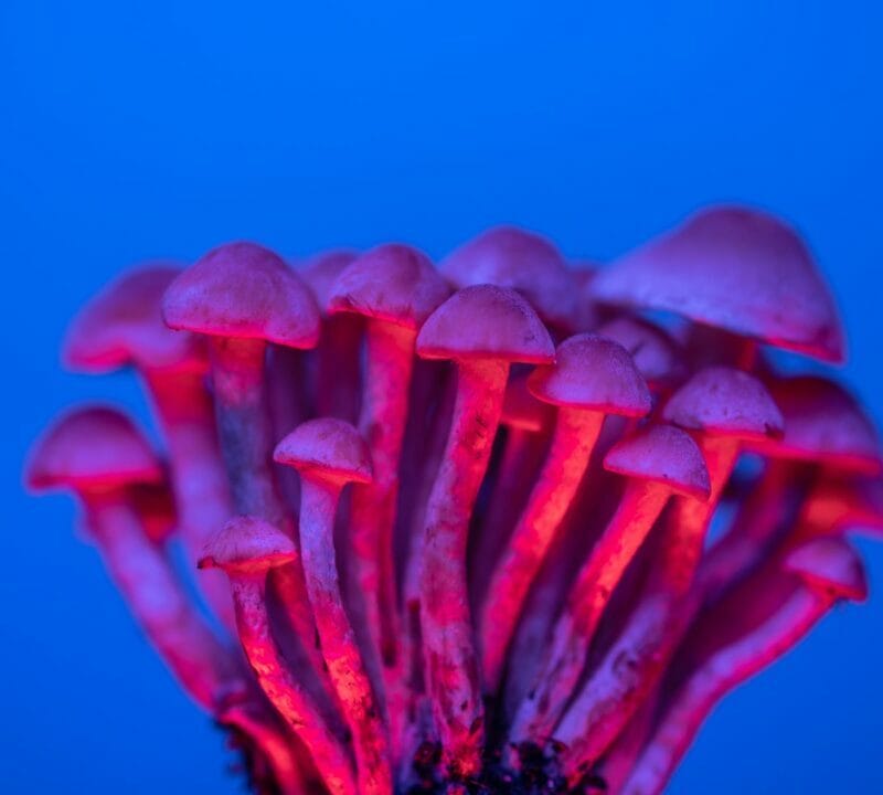 Shrooms Delivery in Canada | Magic Mushrooms Kitchener-Waterloo Canada