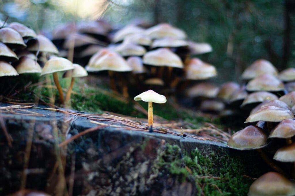 Shroom Delivery at Magic Mushrooms Kitchener-Waterloo Canada