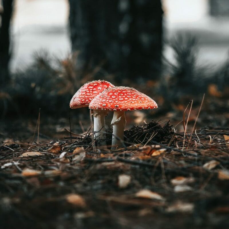 Shroom online delivery at Zoomies Canada | Magic Mushrooms Kitchener-Waterloo Canada