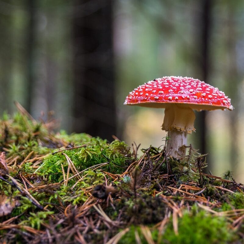 Shrooms Online in Canada | Magic Mushrooms Kitchener-Waterloo Canada