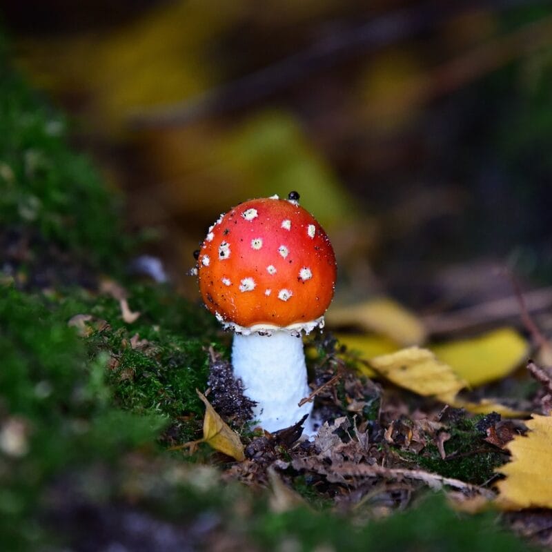 buy LSD online in Canada | Magic Mushrooms Kitchener-Waterloo Canada