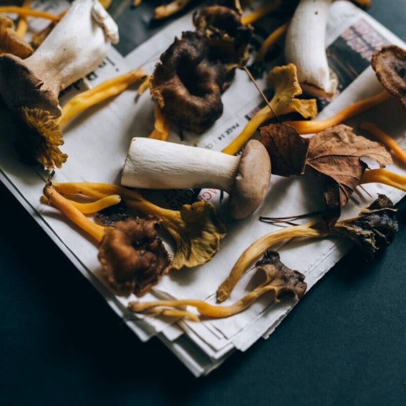 Mushroom chocolate at Zoomies Canada | Magic Mushrooms Kitchener-Waterloo Canada