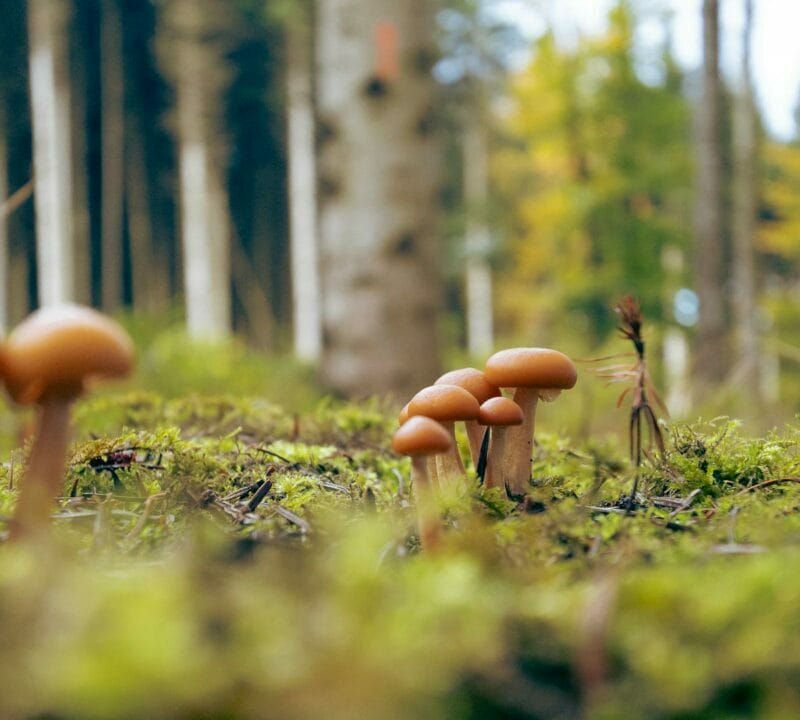 Magic Mushroom Dispensary | Magic Mushrooms Kitchener-Waterloo Canada
