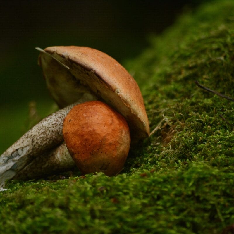 Mushroom Dispensary Vancouver | Magic Mushrooms Kitchener-Waterloo Canada