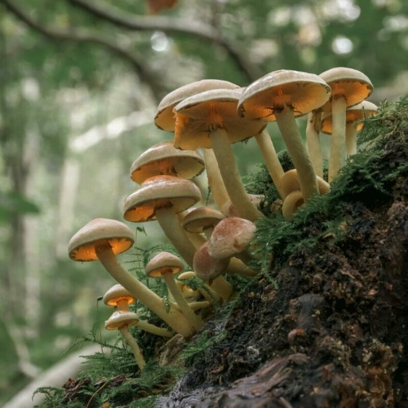 Shrooms online | Magic Mushrooms Kitchener-Waterloo Canada