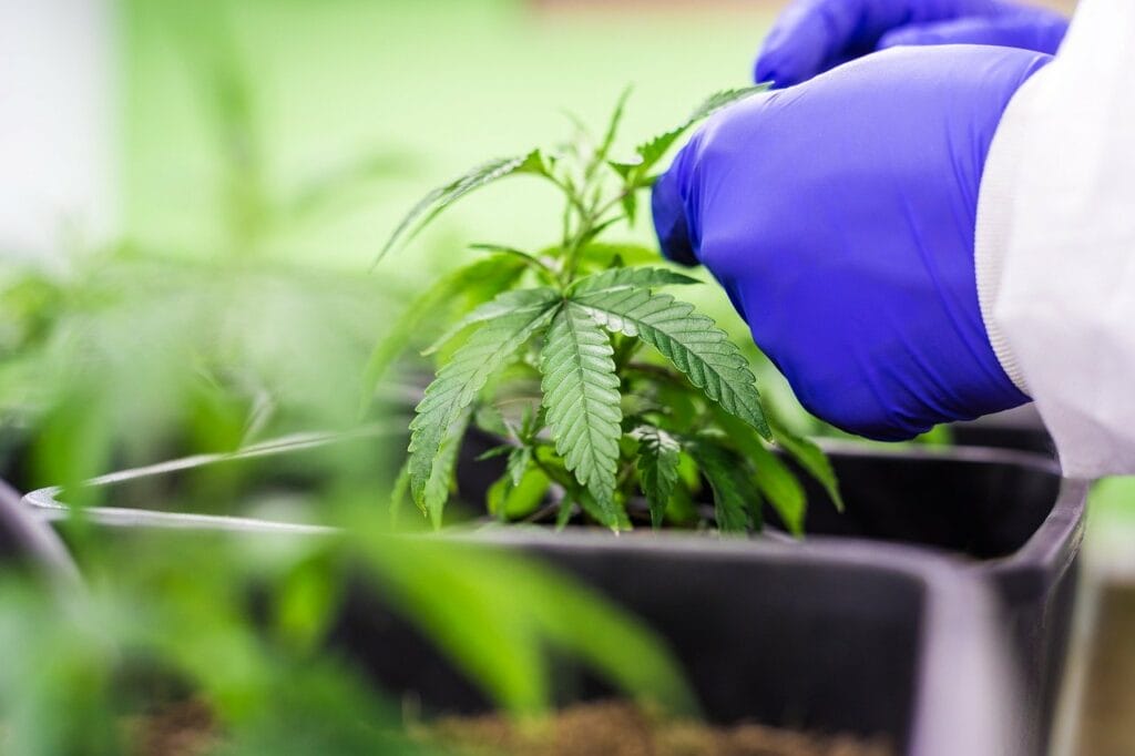 Buy edibles online | BC Weed Edible Canada