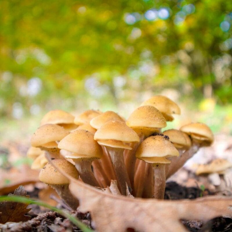 Shrooms Canada | Magic Mushrooms Kitchener-Waterloo Canada