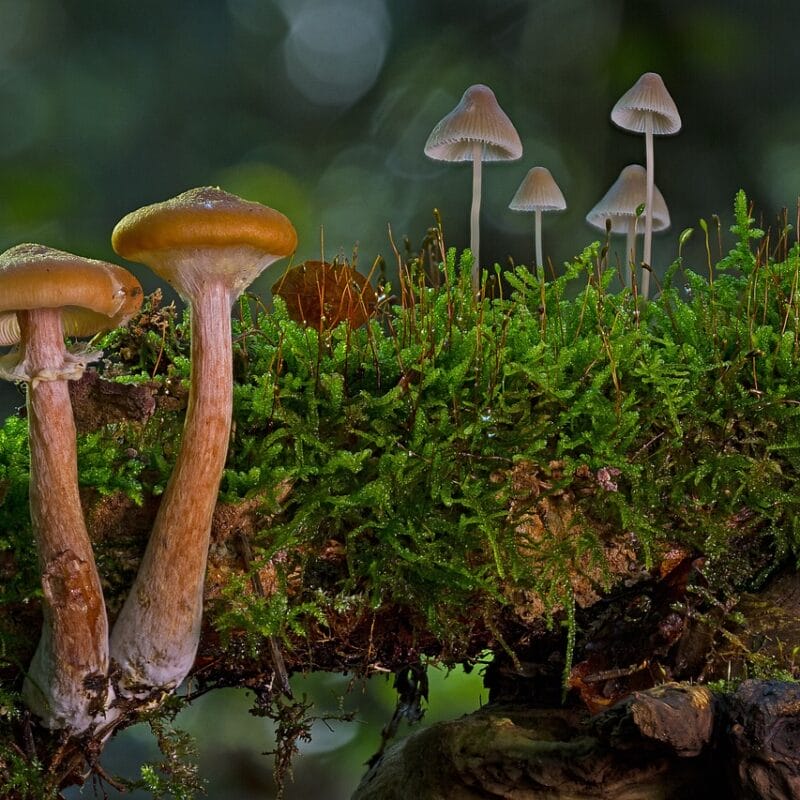 magic mushroom in Canada | Magic Mushrooms Kitchener-Waterloo Canada