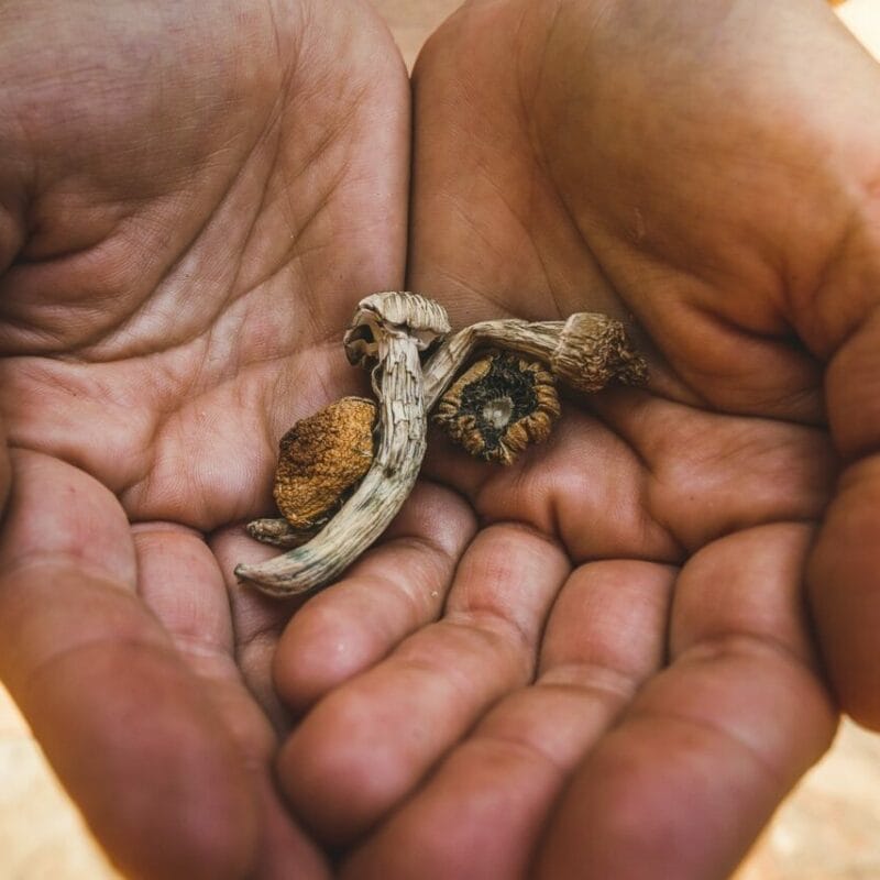 dried shrooms | Magic Mushrooms Kitchener-Waterloo Canada