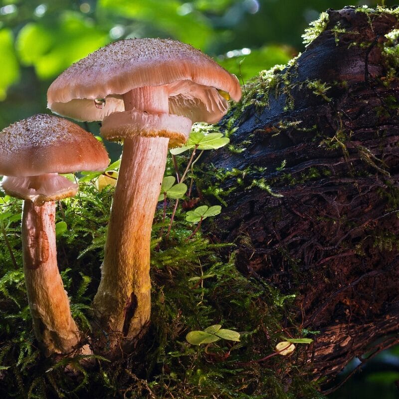 magic mushroom delivery | Magic Mushrooms Kitchener-Waterloo Canada