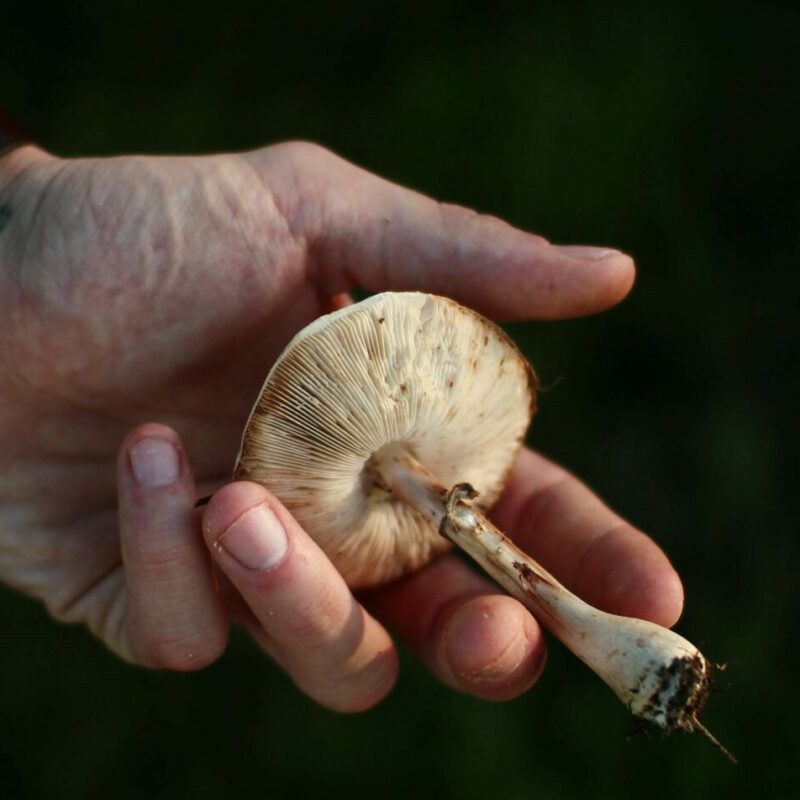 Shrooms | Magic Mushrooms Kitchener-Waterloo Canada