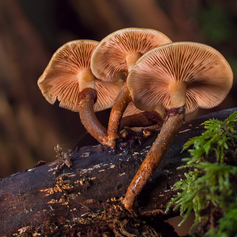 alacabenzi strain | Magic Mushrooms Kitchener-Waterloo Canada