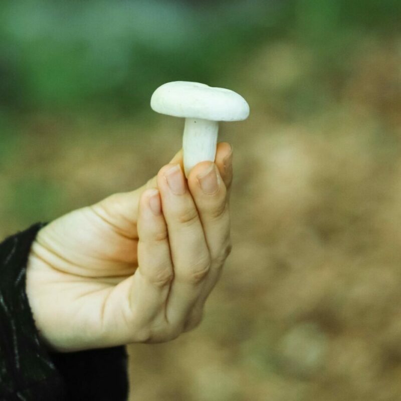 shrooms online in Canada | Magic Mushrooms Kitchener-Waterloo Canada