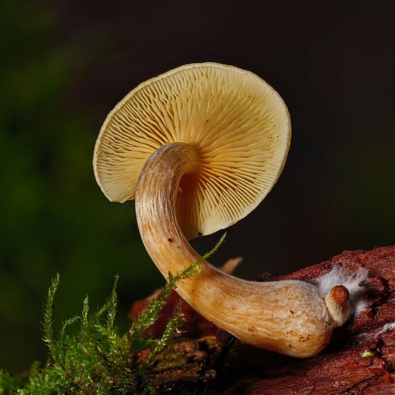 Alacabenzi Strain | Magic Mushrooms Kitchener-Waterloo Canada